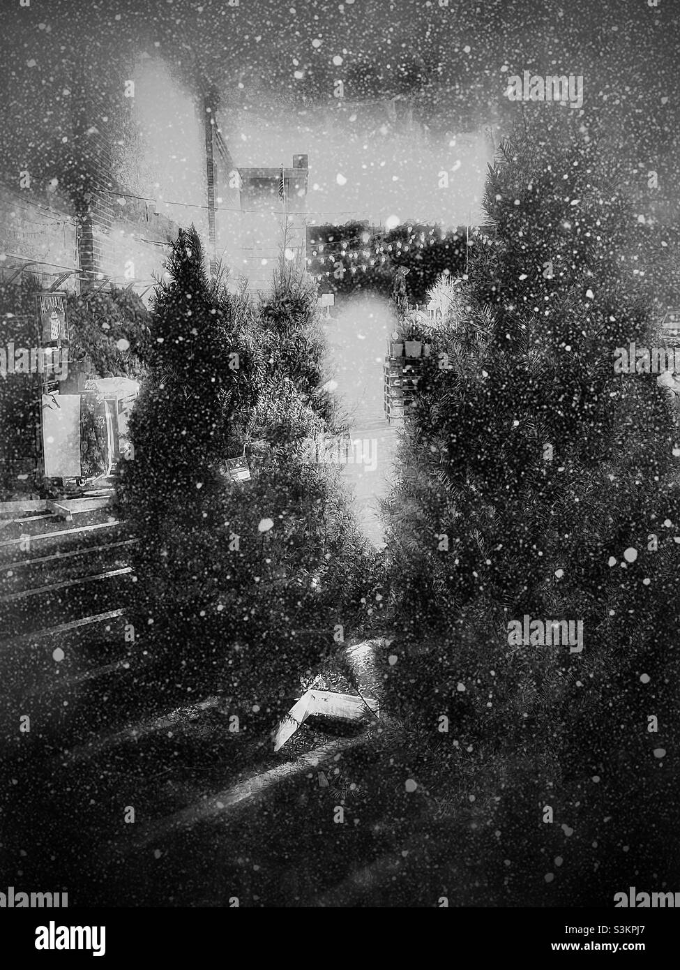 Christmas trees being sold at a local Walmart super center in Utah, USA. Snow has been digitally added for artistic effect. - Smartphone Captured Stock Image