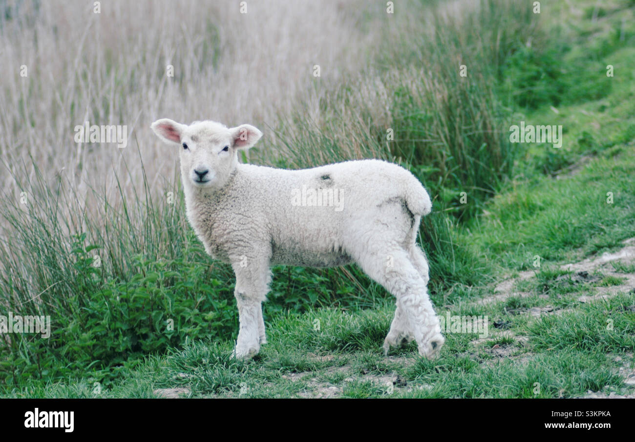 A lamb caught looking at the camera, in complimentary coloured, grassy surroundings - Smartphone Captured Stock Image
