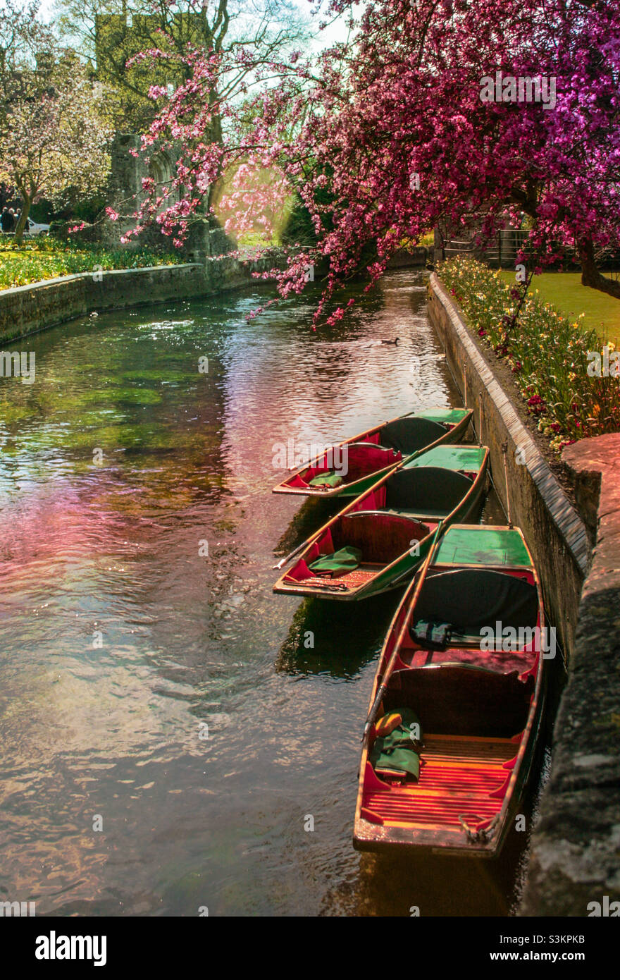 Gondolas on the river under blossoming in trees at Canterbury, UK - Smartphone Captured Stock Image