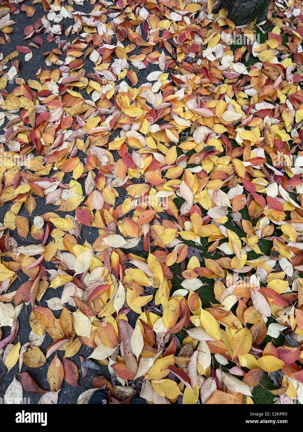 Carpet of autumn leaves Stock Photo