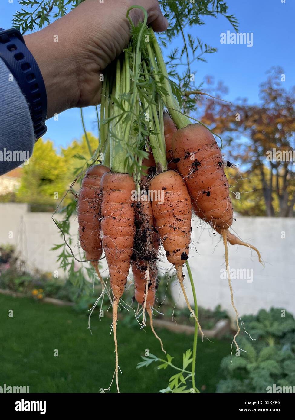 Homegrown Carrots Stock Photo