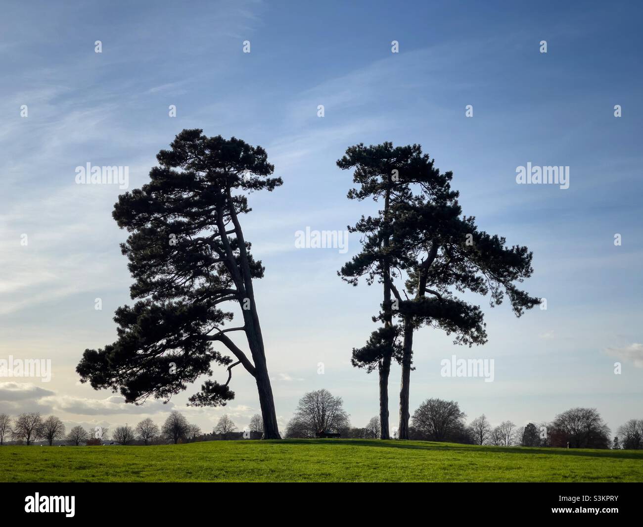 Lonesome pines. - Smartphone Captured Stock Image