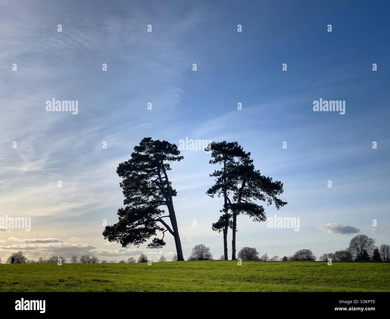 Lonesome pines 2 - Smartphone Captured Stock Image