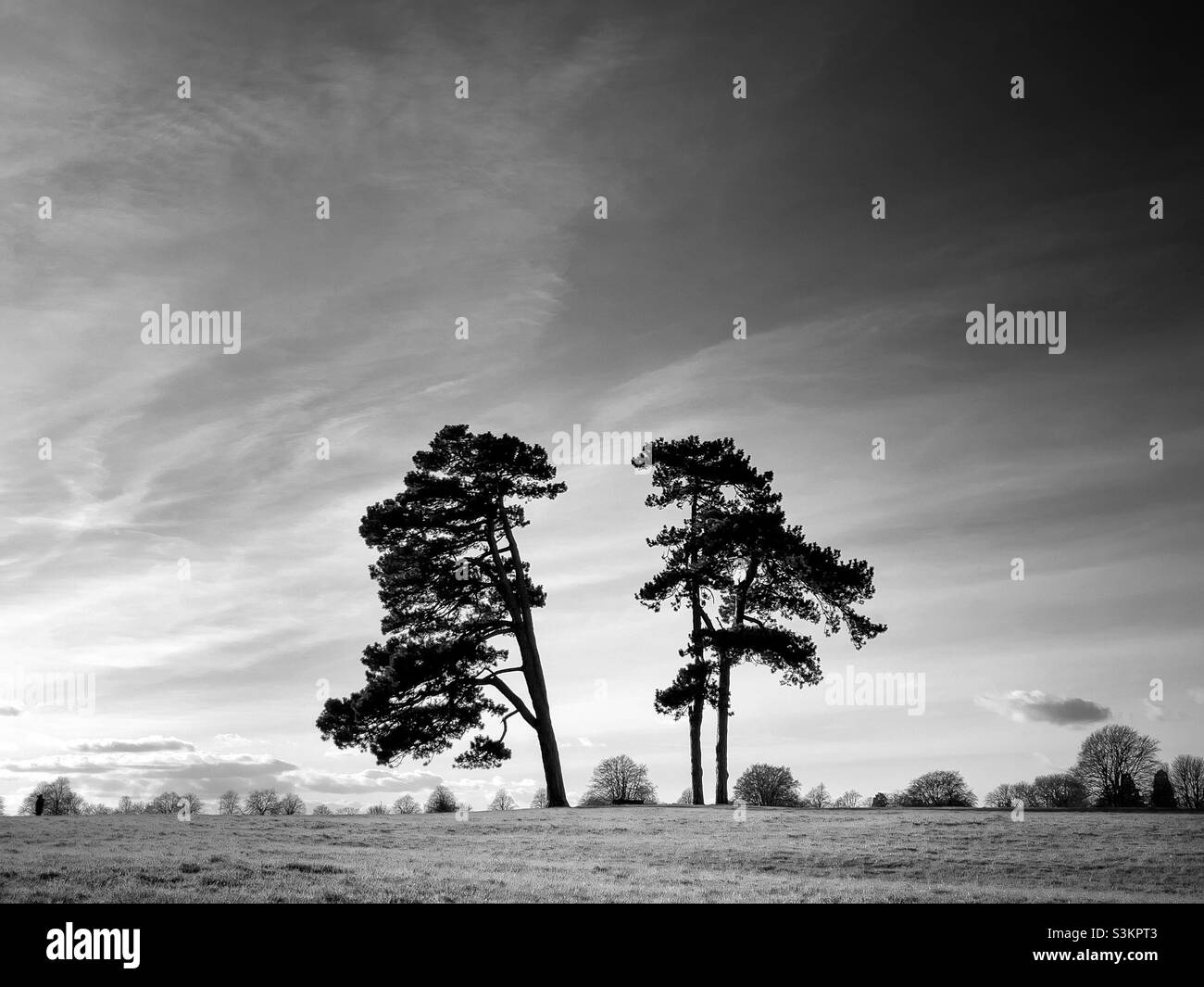 Lonesome pines in black and white - Smartphone Captured Stock Image