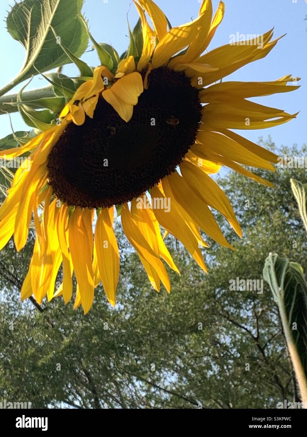 A tall and bowing down sunflower taken at the Hidden Hollow nature park in the Sugarhouse area of Salt Lake City, Utah, USA. - Smartphone Captured Stock Image