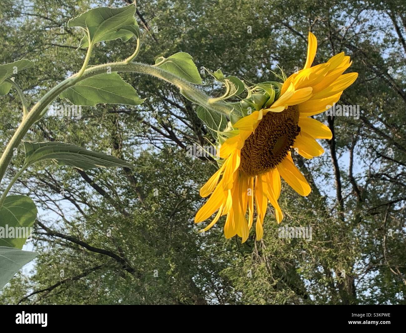 A tall and bowing down sunflower taken at the Hidden Hollow nature park in the Sugarhouse area of Salt Lake City, Utah, USA. - Smartphone Captured Stock Image