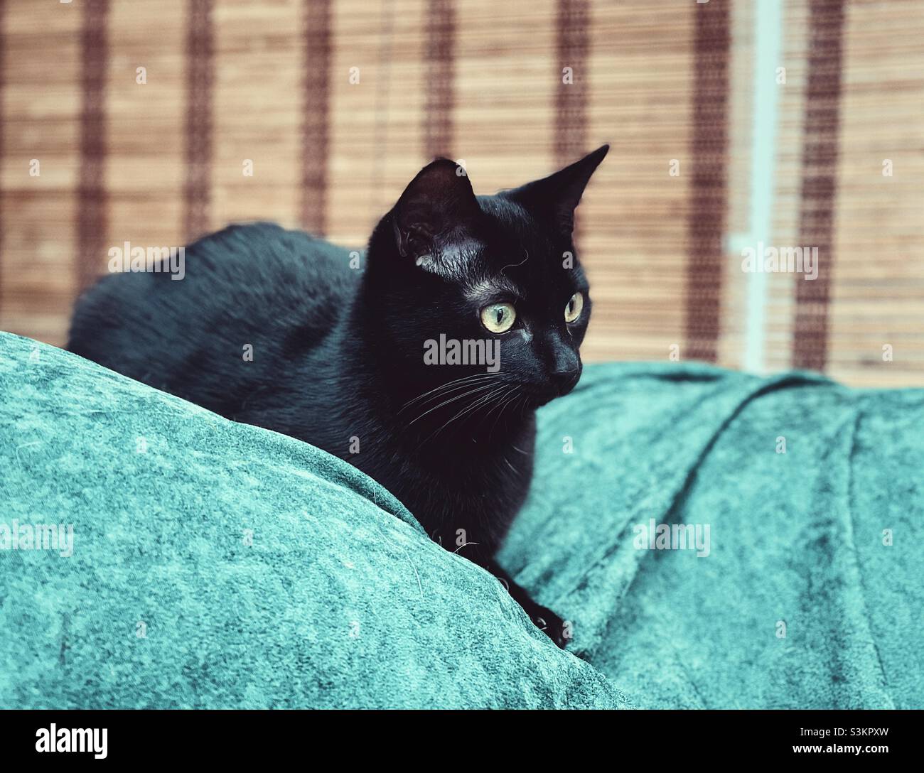 Black kitten - Smartphone Captured Stock Image