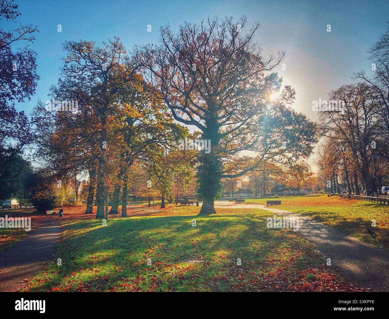 Park in autumn - Smartphone Captured Stock Image