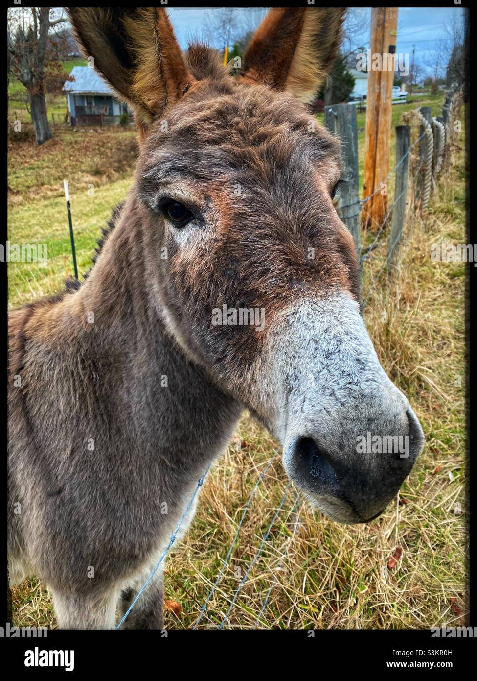 Face of a donkey Stock Photo
