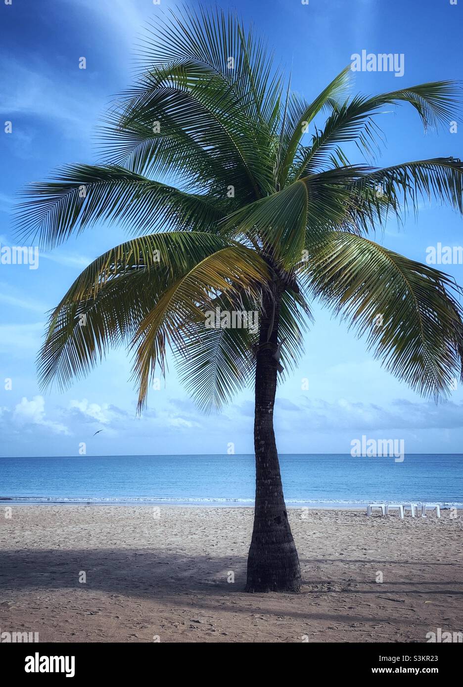 A palm tree in the beach, Isla verde, Puerto Rico. Stock Photo