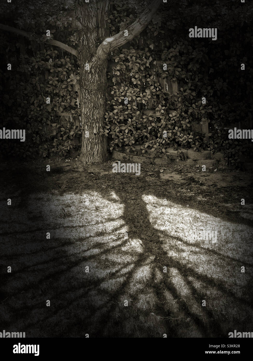 A sepia-toned spotlighted image of an Ash tree and its’ shadow in Utah, USA. - Smartphone Captured Stock Image
