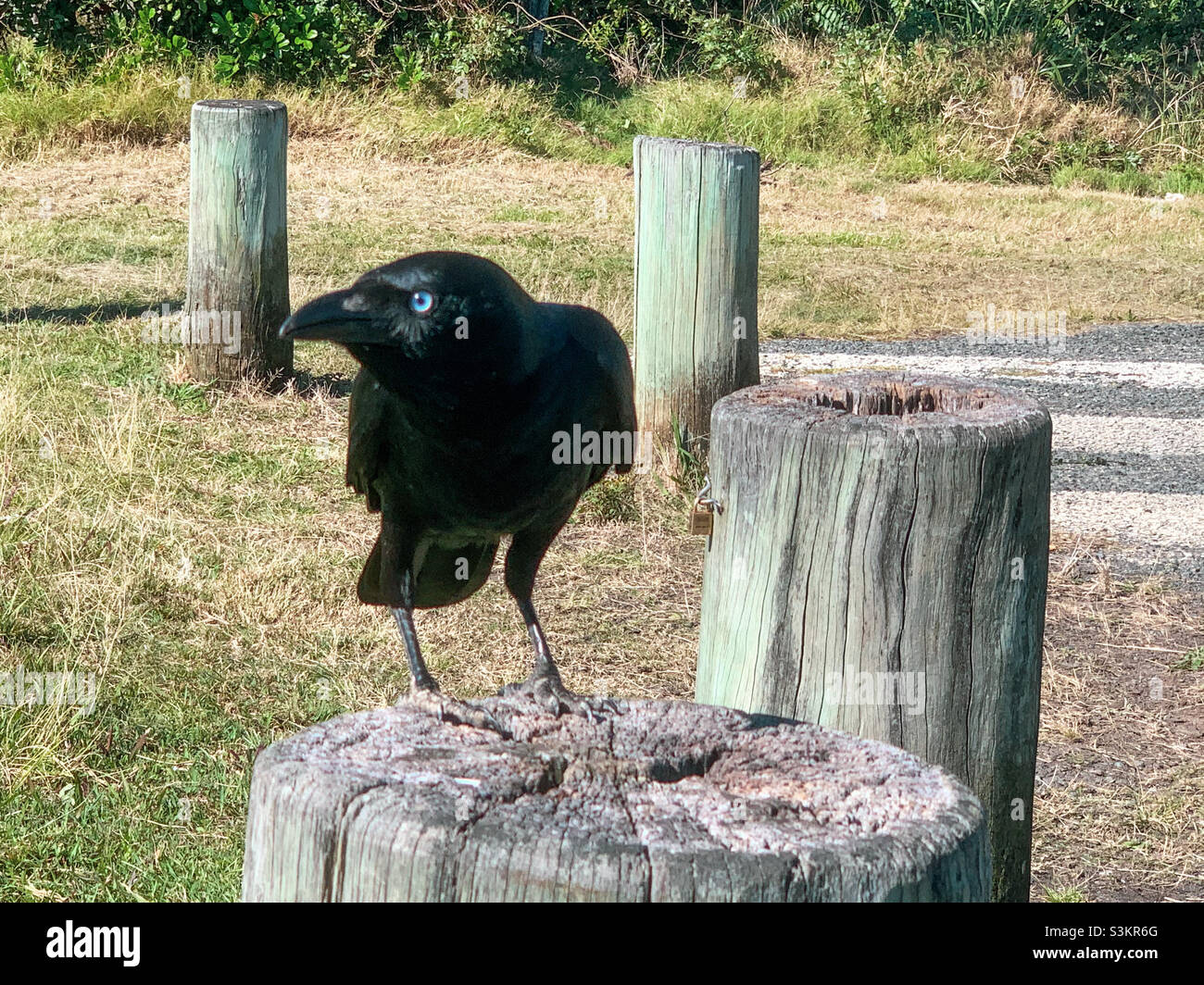 Closeup of a glossy black feathered crow or Raven perched on a wooden post - Smartphone Captured Stock Image