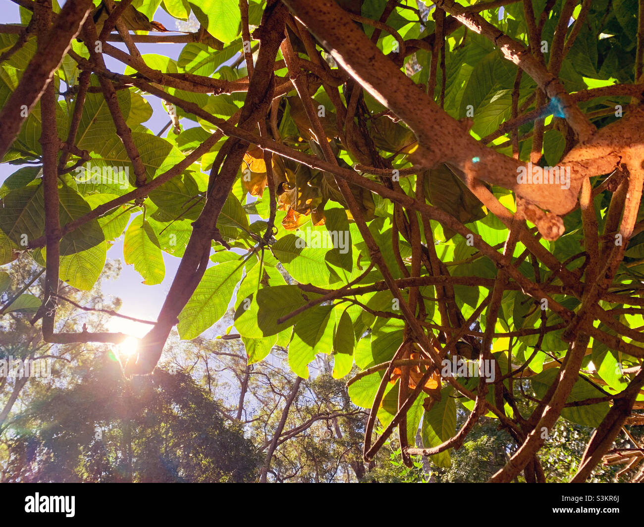 Sunlight beaming through the green tree leaves, underneath perspective Stock Photo