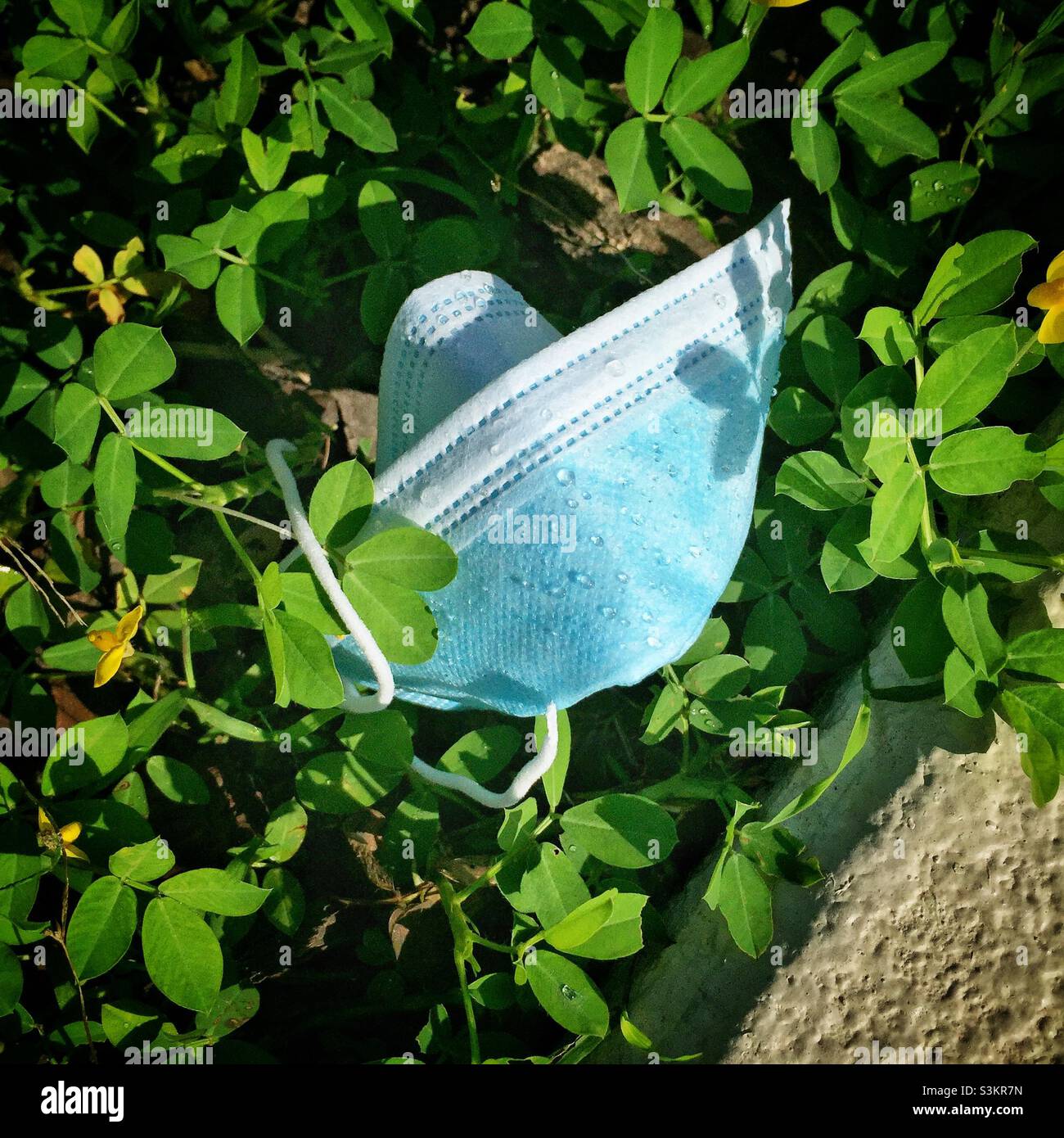 Discarded face mask, Discovery Bay, Lantau Island, Hong Kong, June 2020 - Smartphone Captured Stock Image