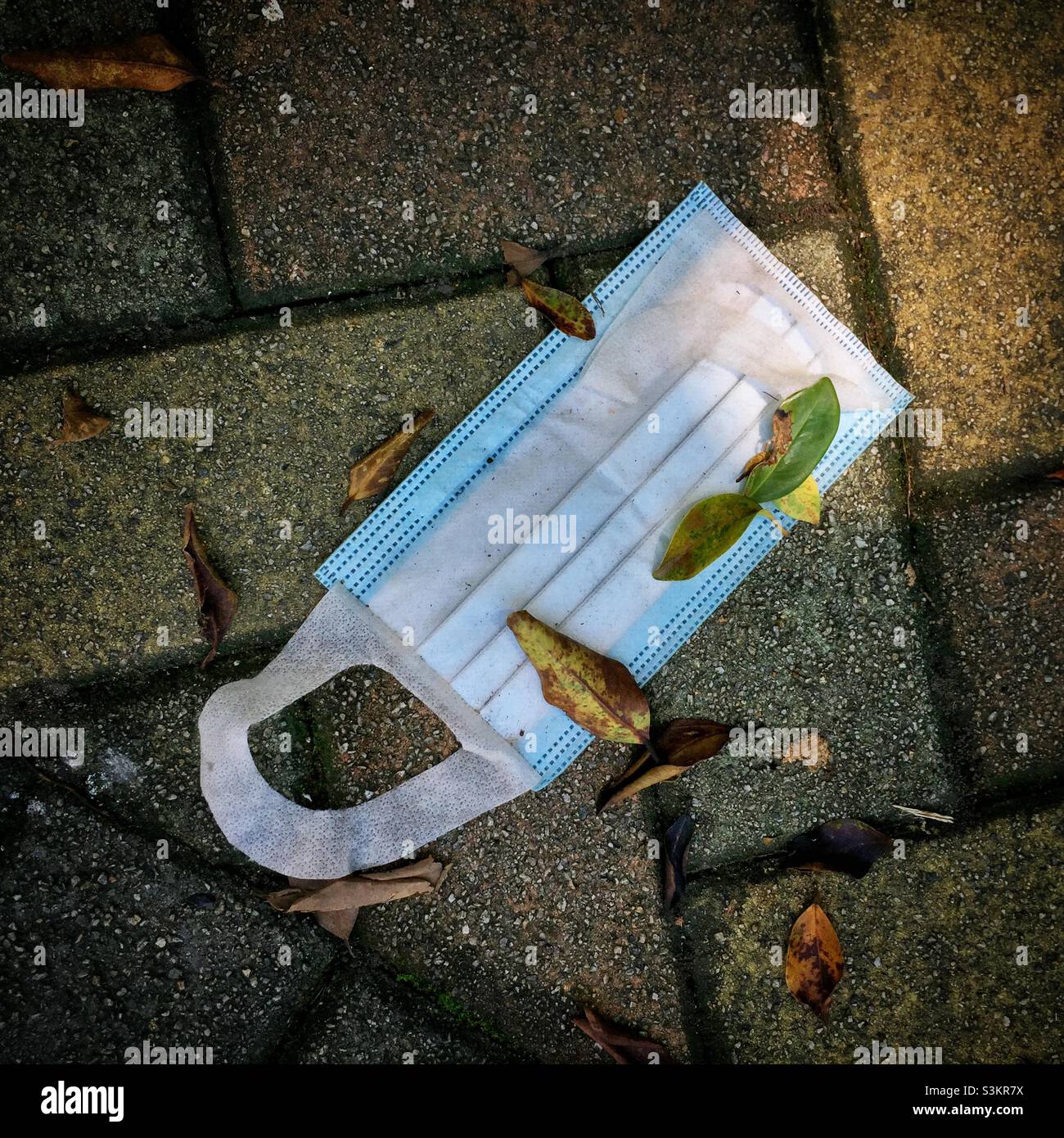 Discarded face mask, Discovery Bay, Lantau Island, Hong Kong, June 2020 - Smartphone Captured Stock Image