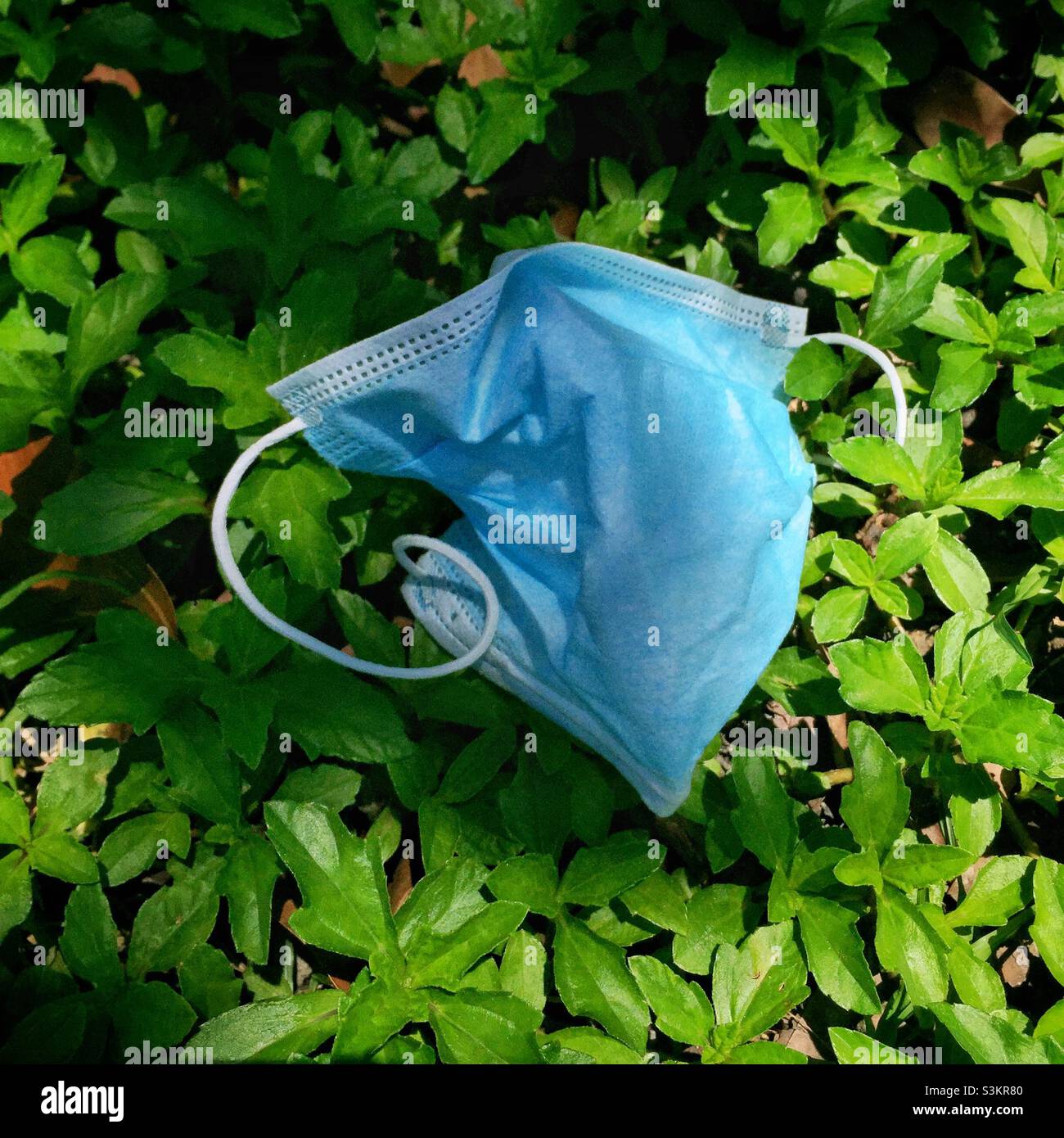 Discarded face mask, Discovery Bay, Lantau Island, Hong Kong, June 2020 - Smartphone Captured Stock Image