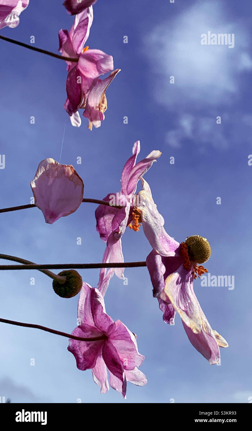 Flowers, pink Japanese Anemones or Windflowers standing out against a blue sky with a smattering of white puffy clouds, Australian coastal garden Stock Photo