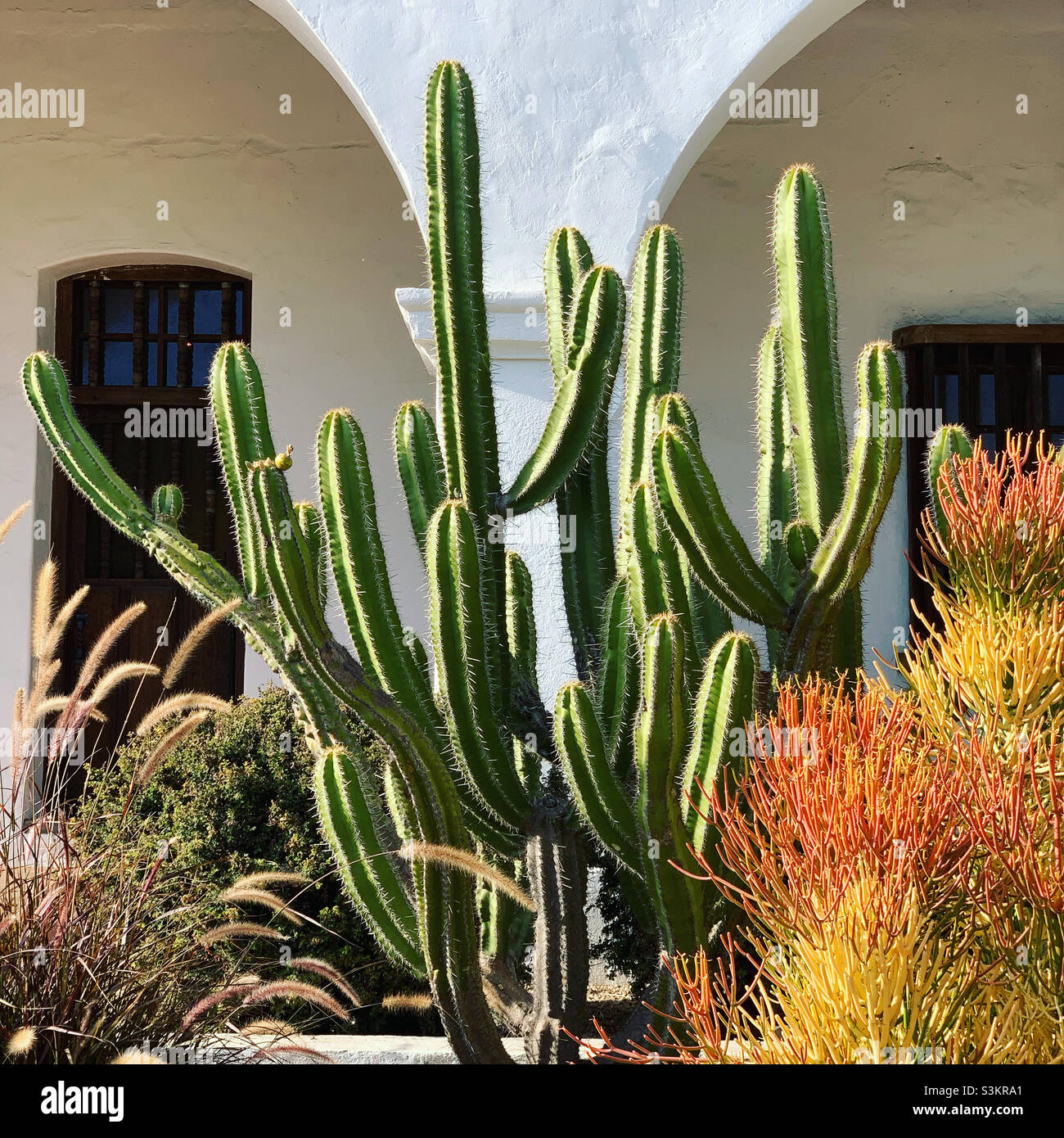 Cactus, Mission San Luis Rey, Oceanside, San Diego County, California, United States, North America - Smartphone Captured Stock Image