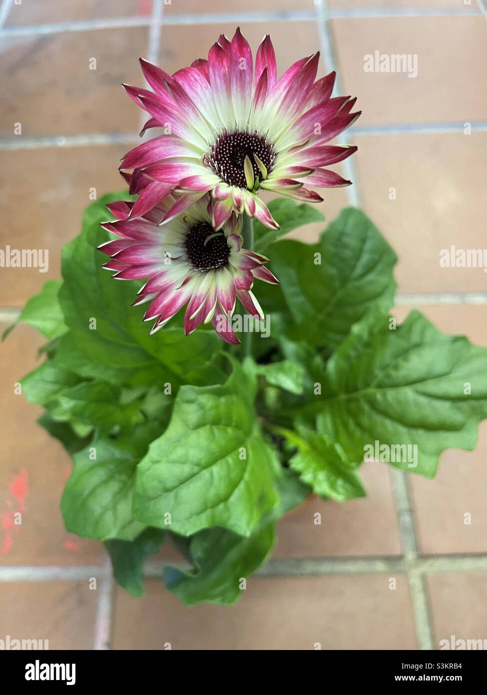Pink Gerbera flower - potted plant for sale Stock Photo