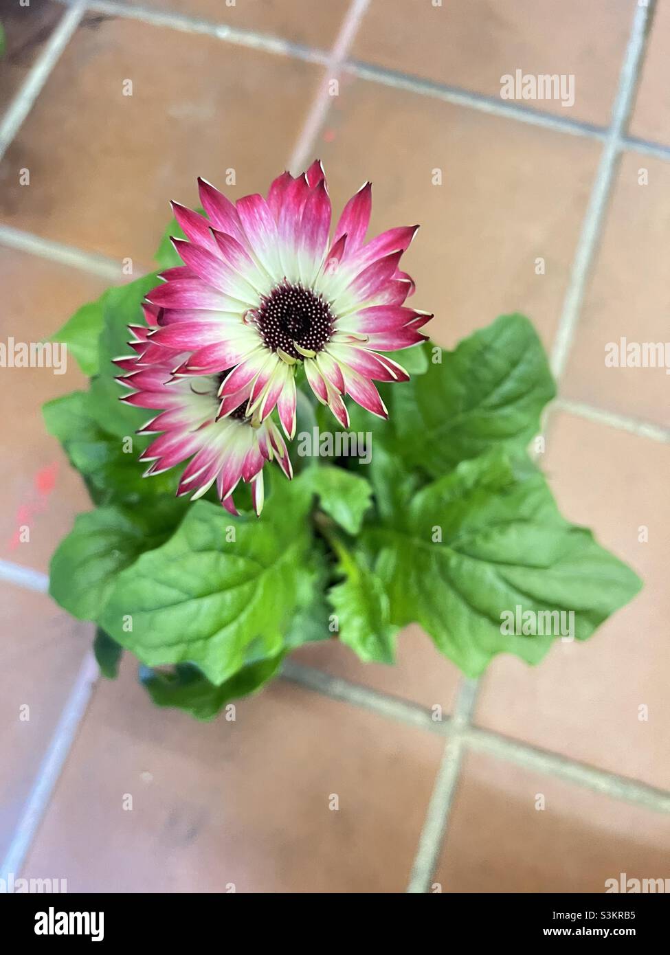 Pink Gerbera flower - potted plant for sale Stock Photo