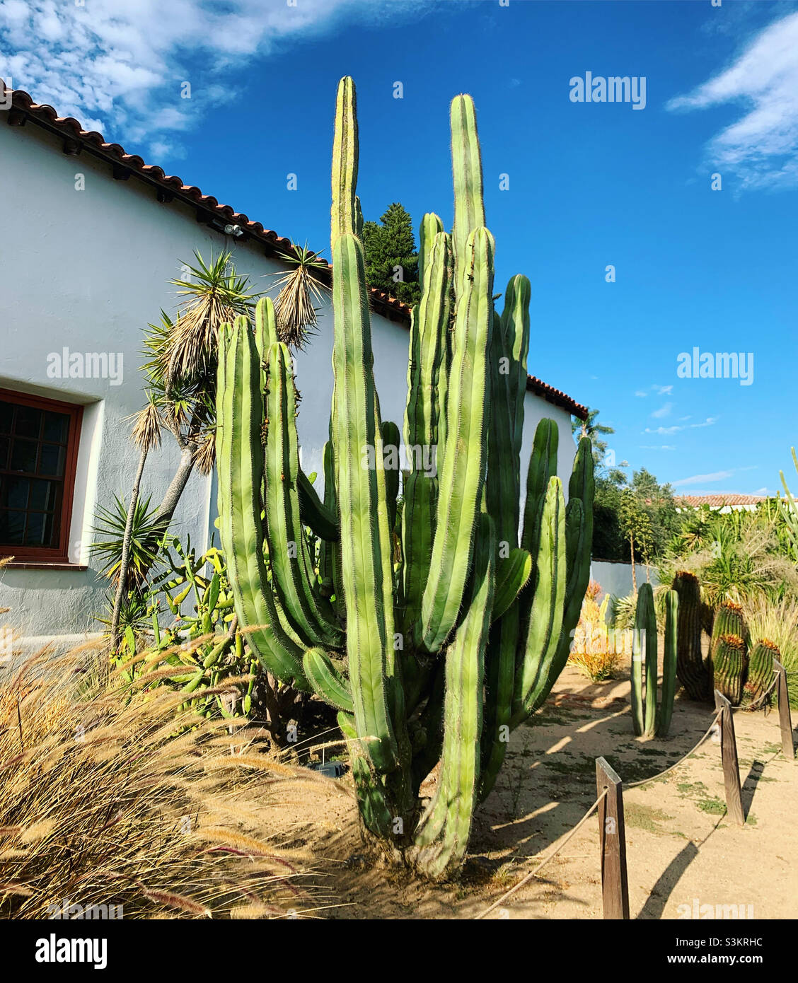 Cactus, Mission San Luis Rey, Oceanside, San Diego County , California, United States, North America - Smartphone Captured Stock Image
