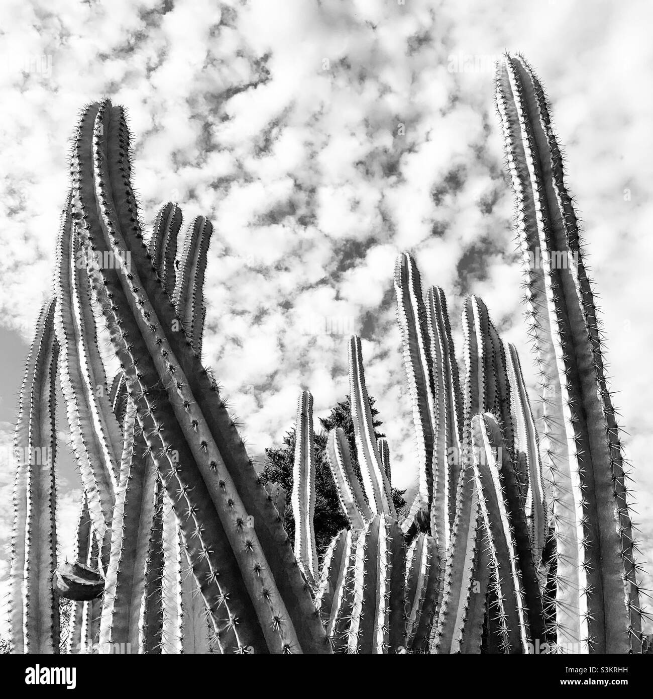 Black and white image of cacti, San Diego County, California, United States, North America - Smartphone Captured Stock Image