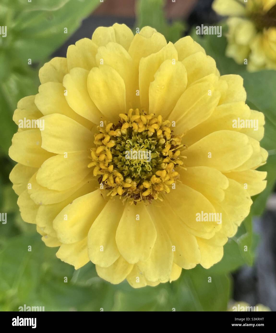 It was reported that Zinnias are capable to grow and blossom aboard the International Space Station. - Smartphone Captured Stock Image