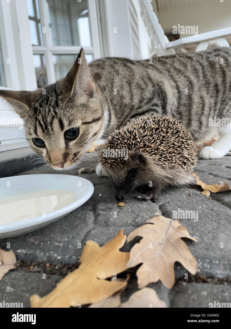 The Cat and the Hedgehog. Stock Photo