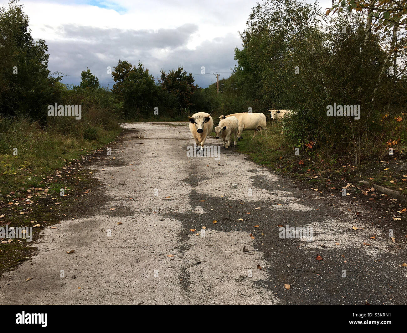 Cows - Smartphone Captured Stock Image