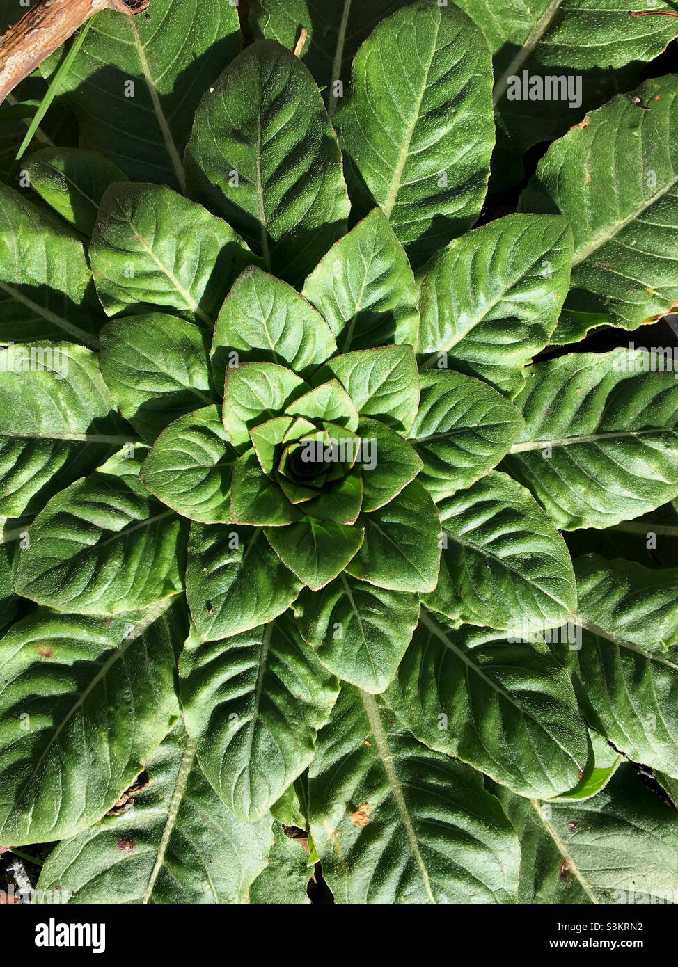 Sunlight plant close hi-res stock photography and images - Alamy