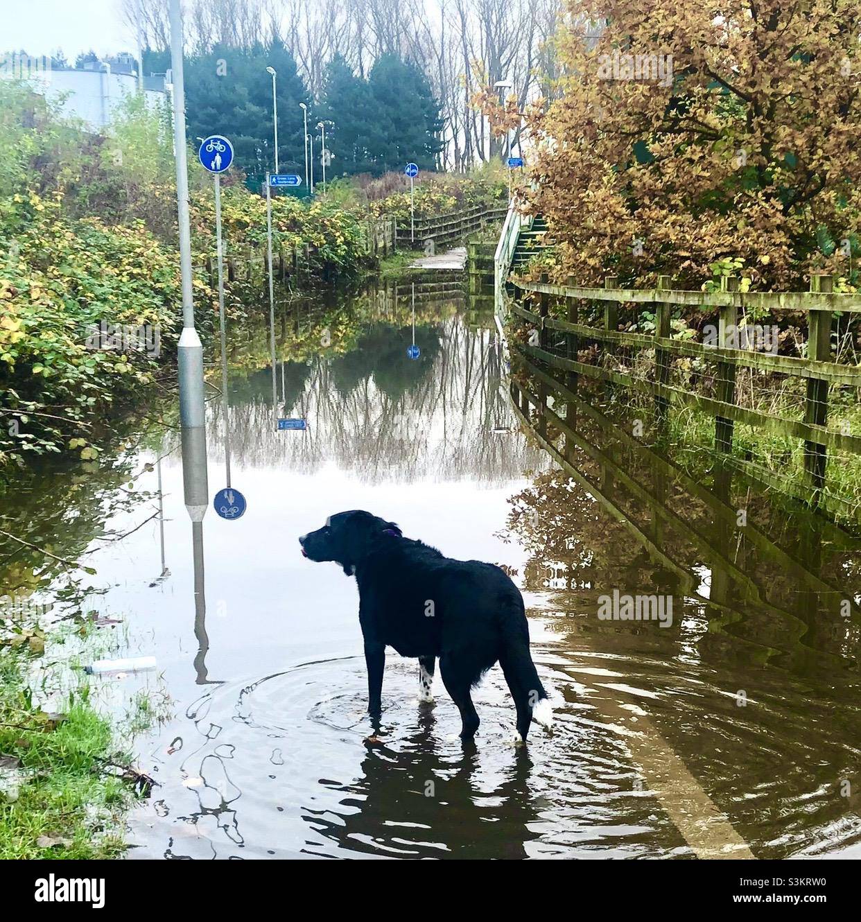 Dog in flood water - Derby - Smartphone Captured Stock Image
