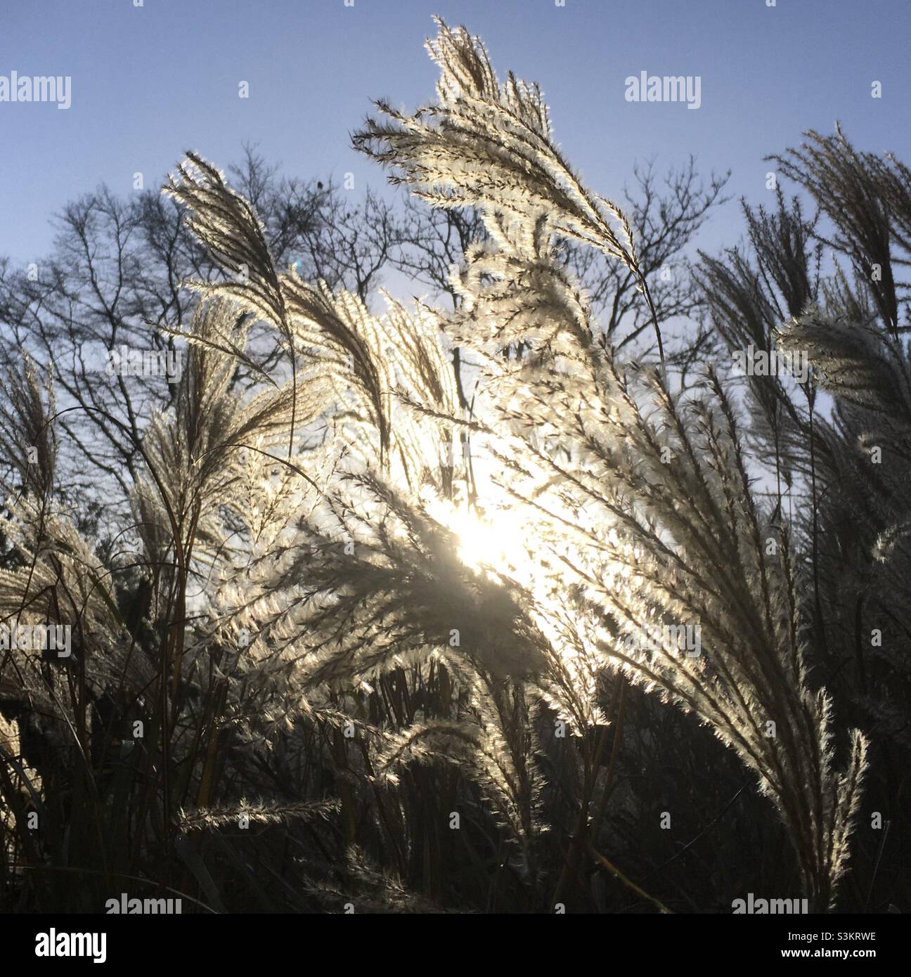 Tall grasses,winter sun, sunlight, sky, nature - Smartphone Captured Stock Image