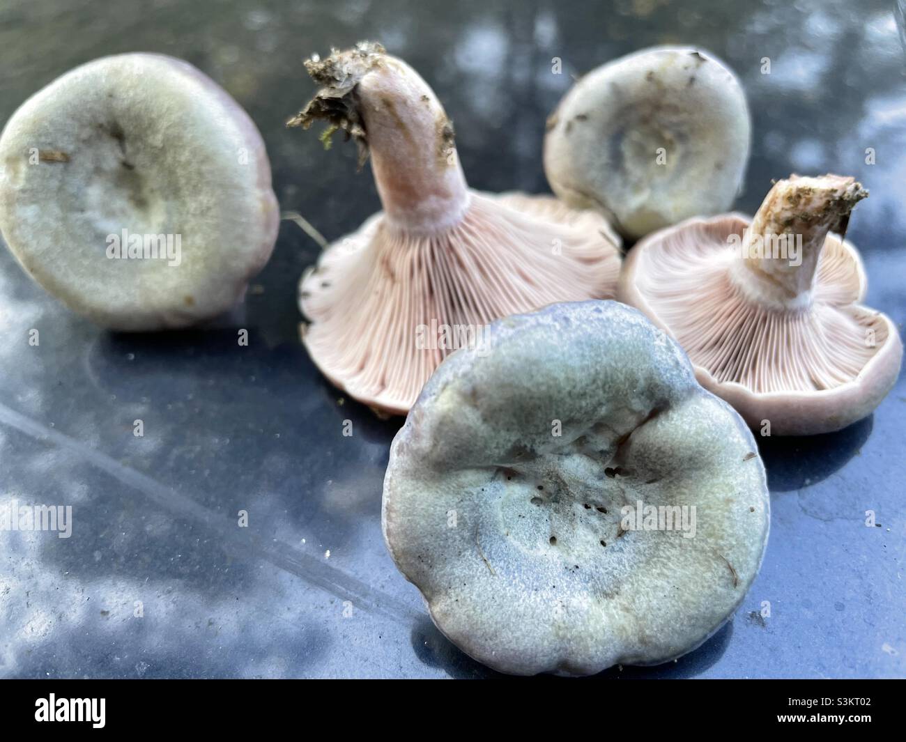 Wood blewit, or clytocybe nuda, found in southeastern U.S., in October. Can be found in coniferous or deciduous woods. Stock Photo
