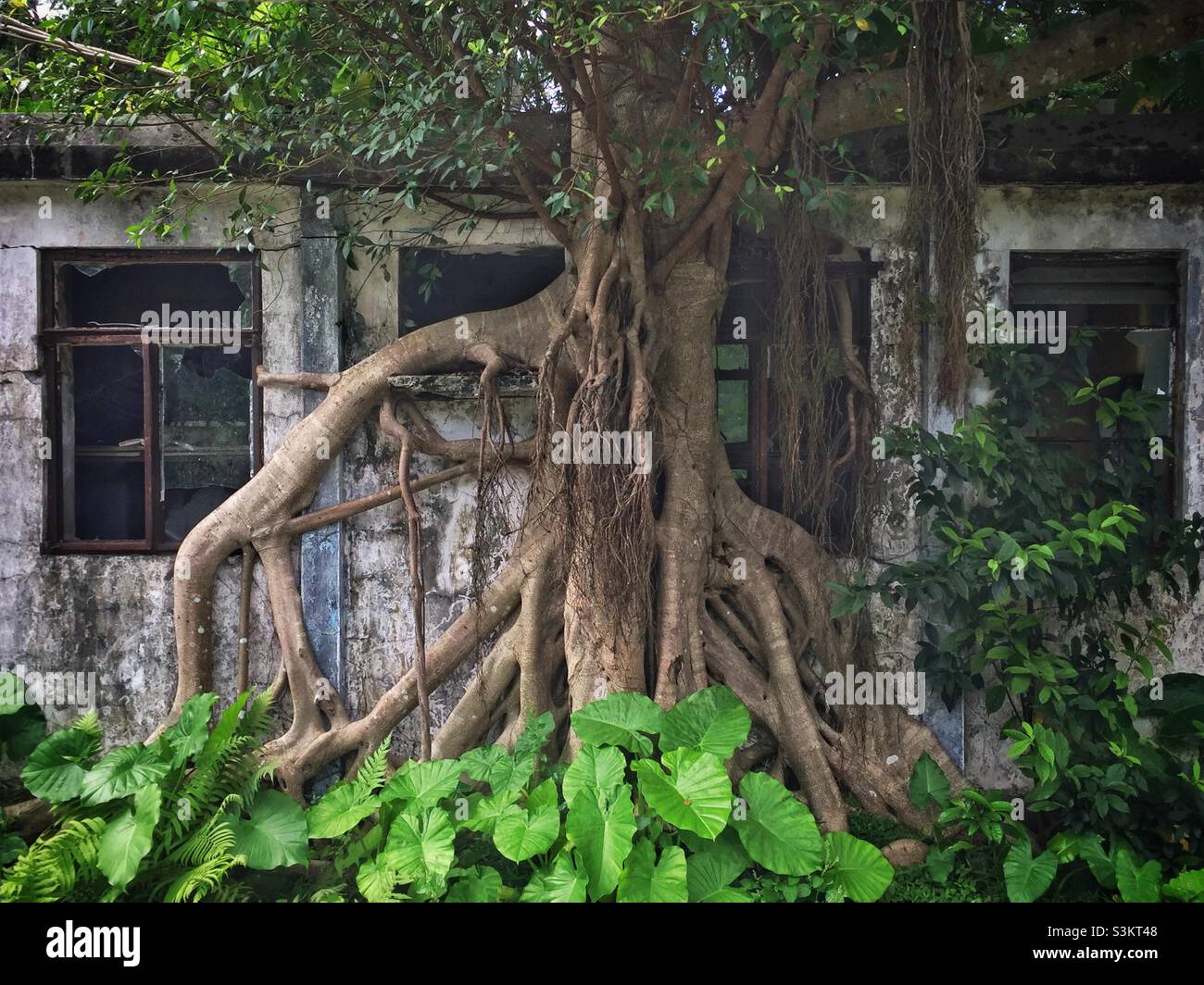 A Chinese banyan tree grows over an abandoned house, Ngong Ping, Lantau Island, Hong Kong Stock Photo