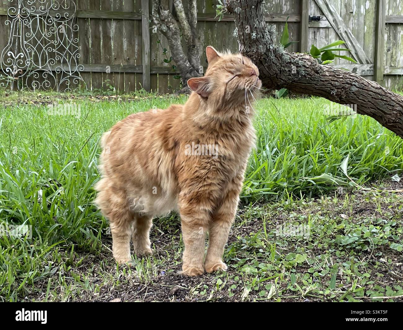 Orange tabby cat grass hi-res stock photography and images - Alamy