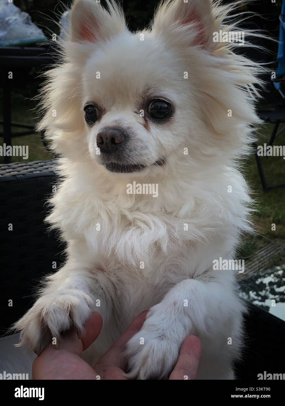 A white Chihuahua in the garden - Smartphone Captured Stock Image