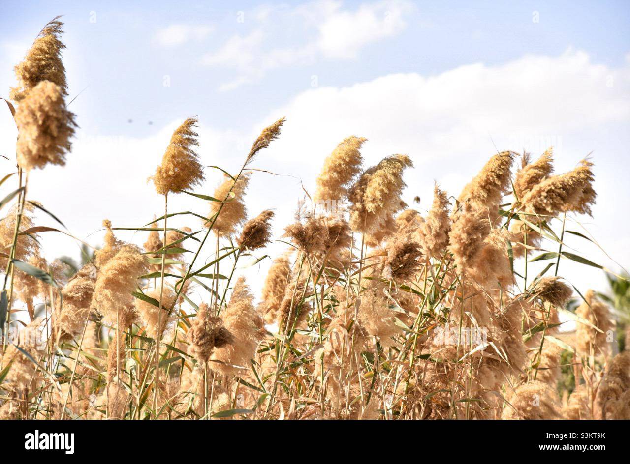 plants moving with the wind Stock Photo Alamy