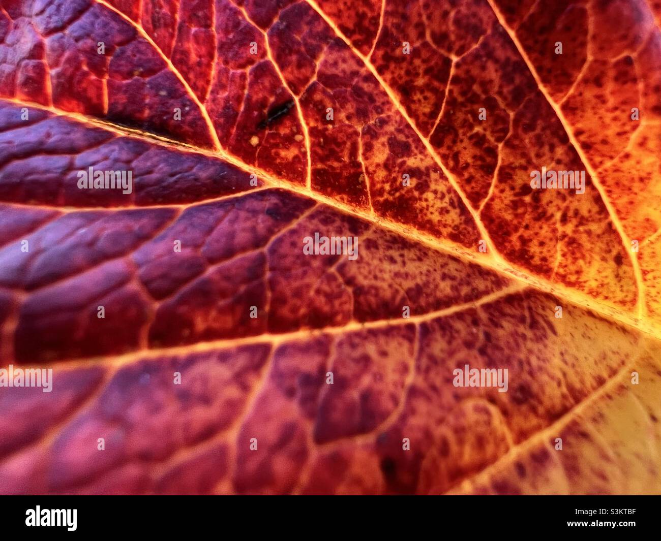 Autumn leaf closeup - Smartphone Captured Stock Image