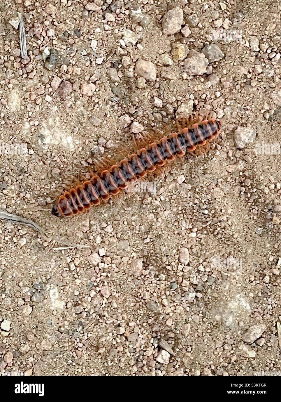 Flat back millipede crossing our hiking trail in the Wichita Mountains. Stock Photo