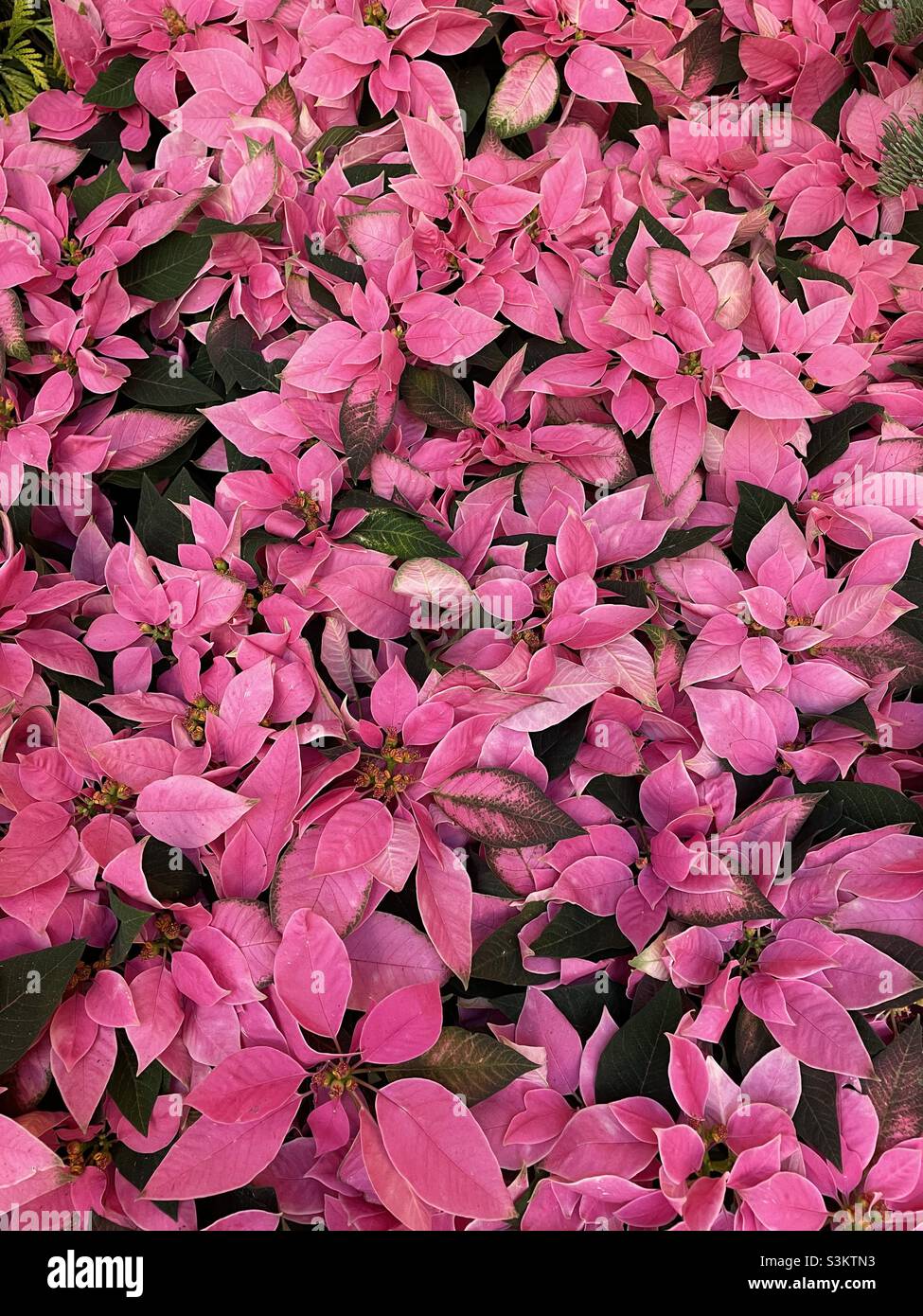Full background of pink Christmas poinsettias - Smartphone Captured Stock Image