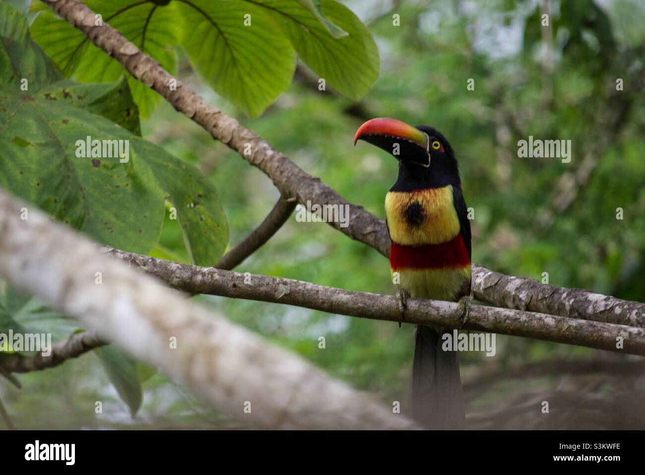 Tukan vogel hi-res stock photography and images - Alamy