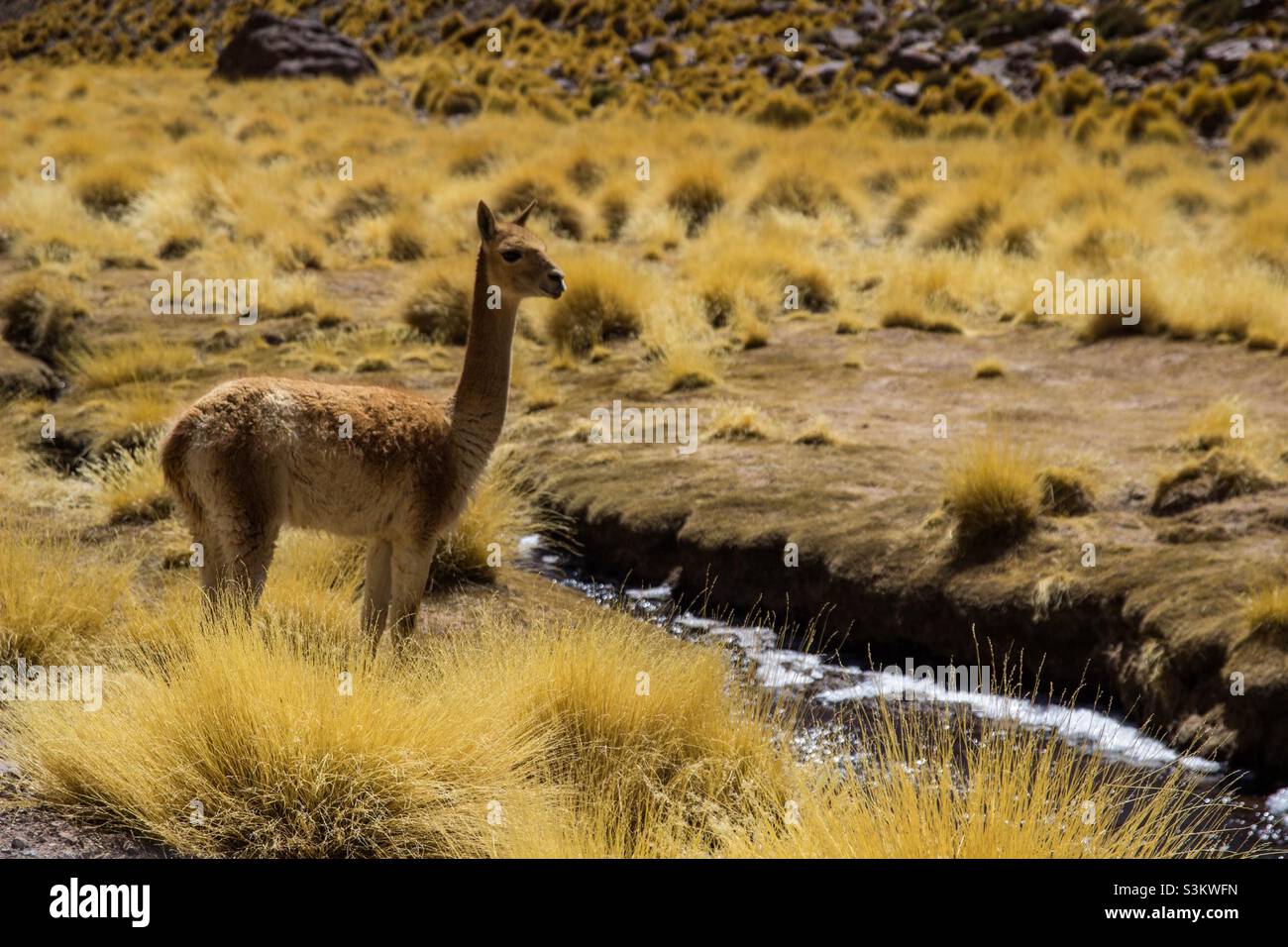 Vicuña in der Wüste Stock Photo