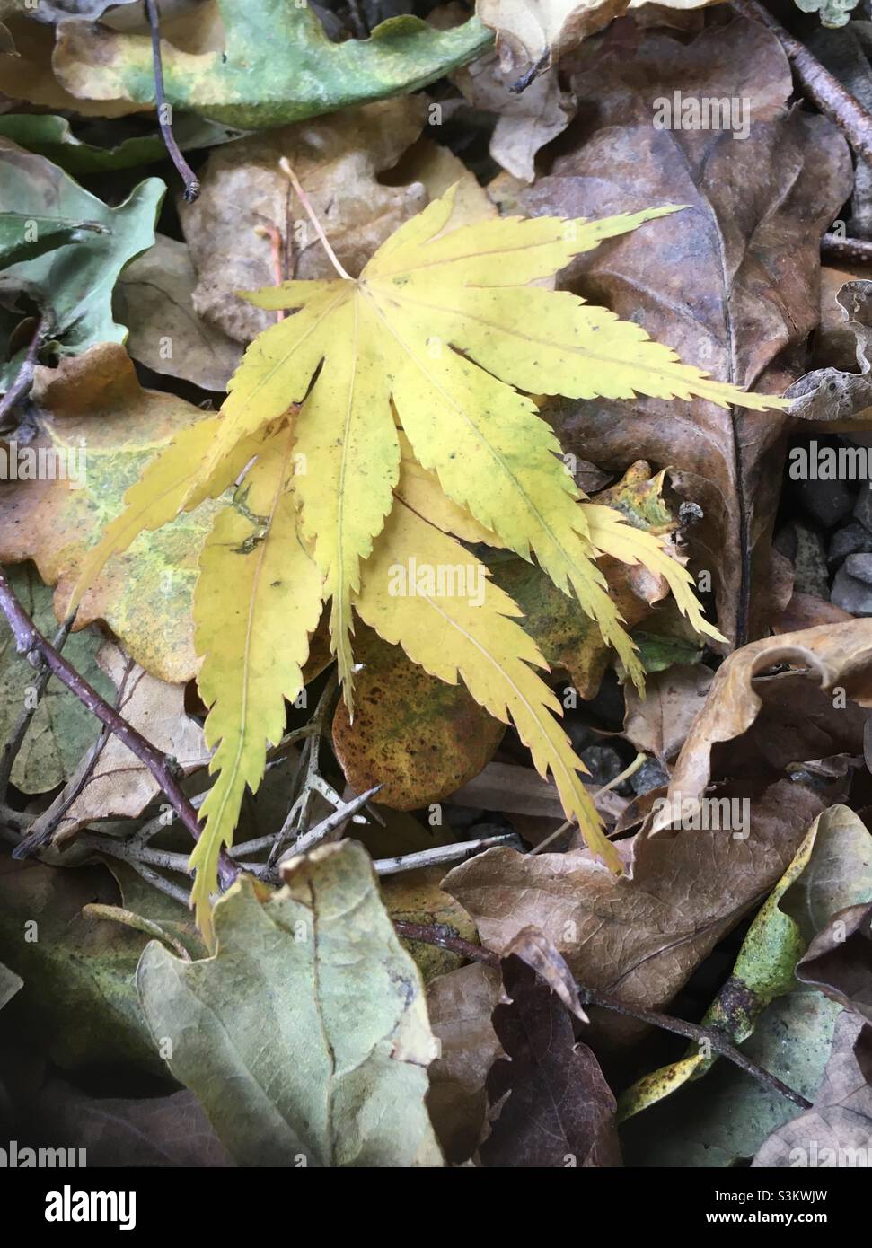 Leaves, autumnal, yellow, gold, two, together, us, nature, couple, - Smartphone Captured Stock Image