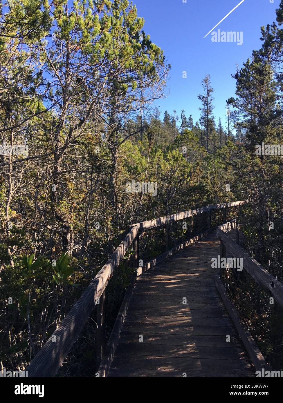 Pygmy Cypress Forest at Van Damme State Park Mendocino California Stock Photo