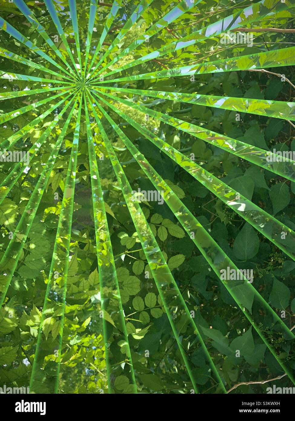 A green jungle of overgrown foliage, both lilac bush and trumpet vine, growing together to impede the way around a house.  An IOS app, Fragment, has created the sunburst of garden green rays. - Smartphone Captured Stock Image