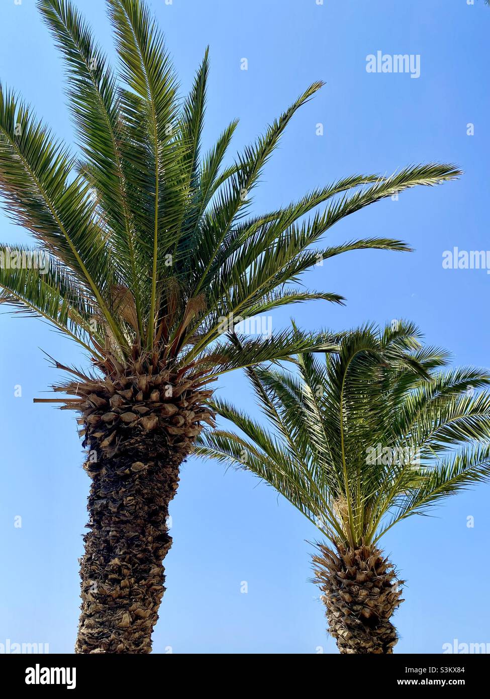 Palms wallpaper hi-res stock photography and images - Alamy