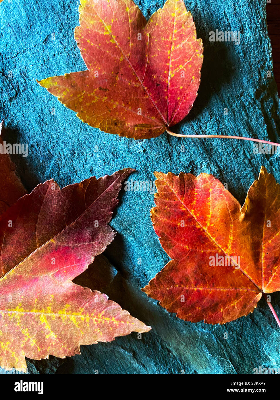Fall color - maple leaves on grey stone - Smartphone Captured Stock Image