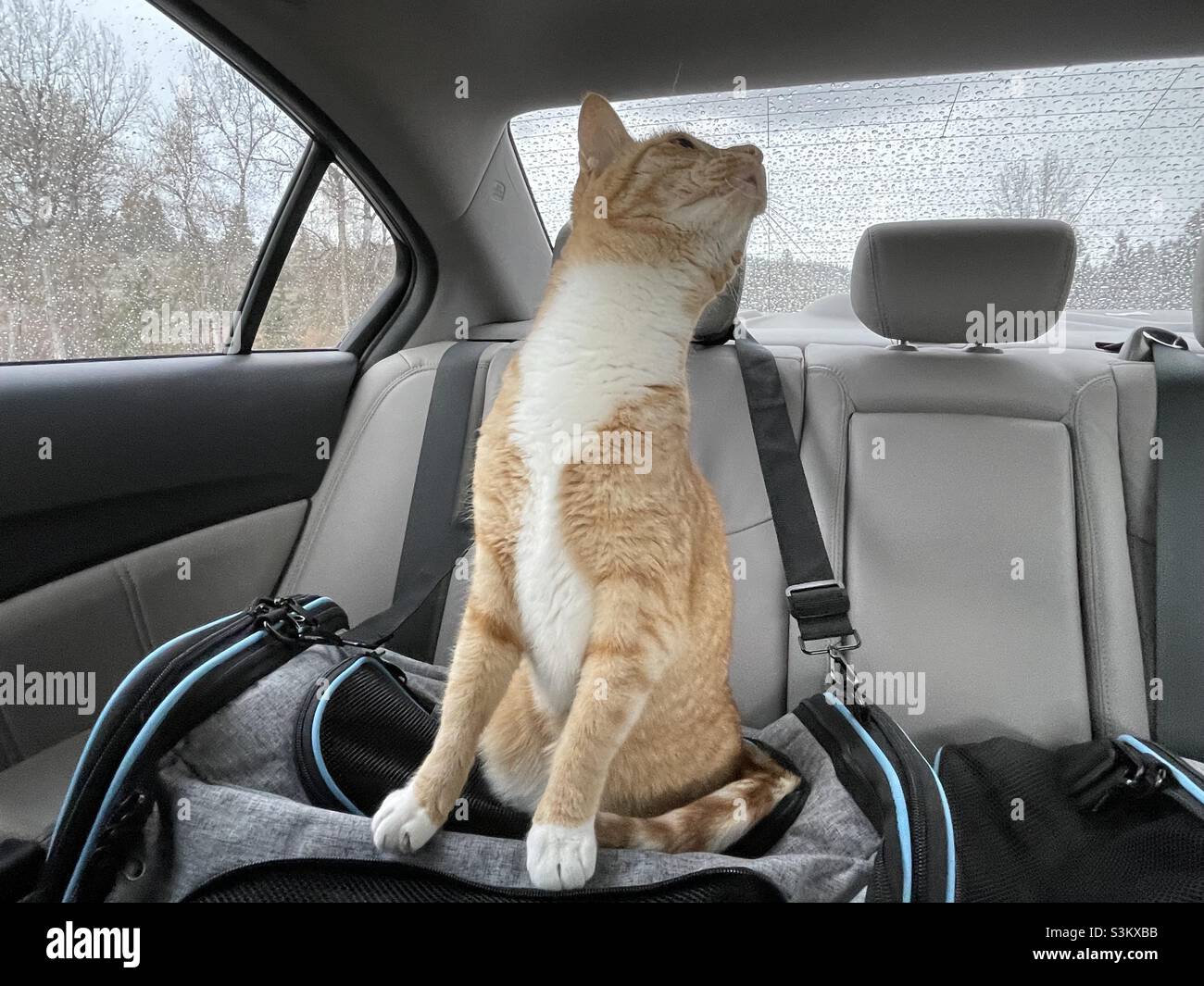 happy cat traveling in a car Stock Photo Alamy