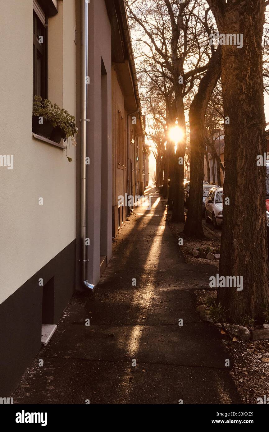 Sun shining through street trees on late autumn afternoon - Smartphone Captured Stock Image
