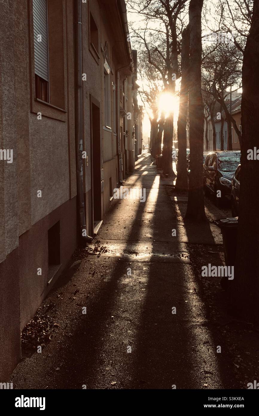 Sun shining through street trees on late autumn afternoon - Smartphone Captured Stock Image